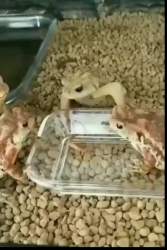 【動画】蛙に睨まれた蛙