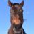 【引退馬】ナイスネイチャのバースデードネーション　今年も16日から開始