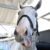 【競馬】ゴールドシップ戦績見たけどスーパーホースすぎない？